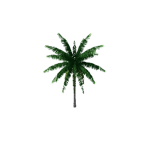 coconut palm8